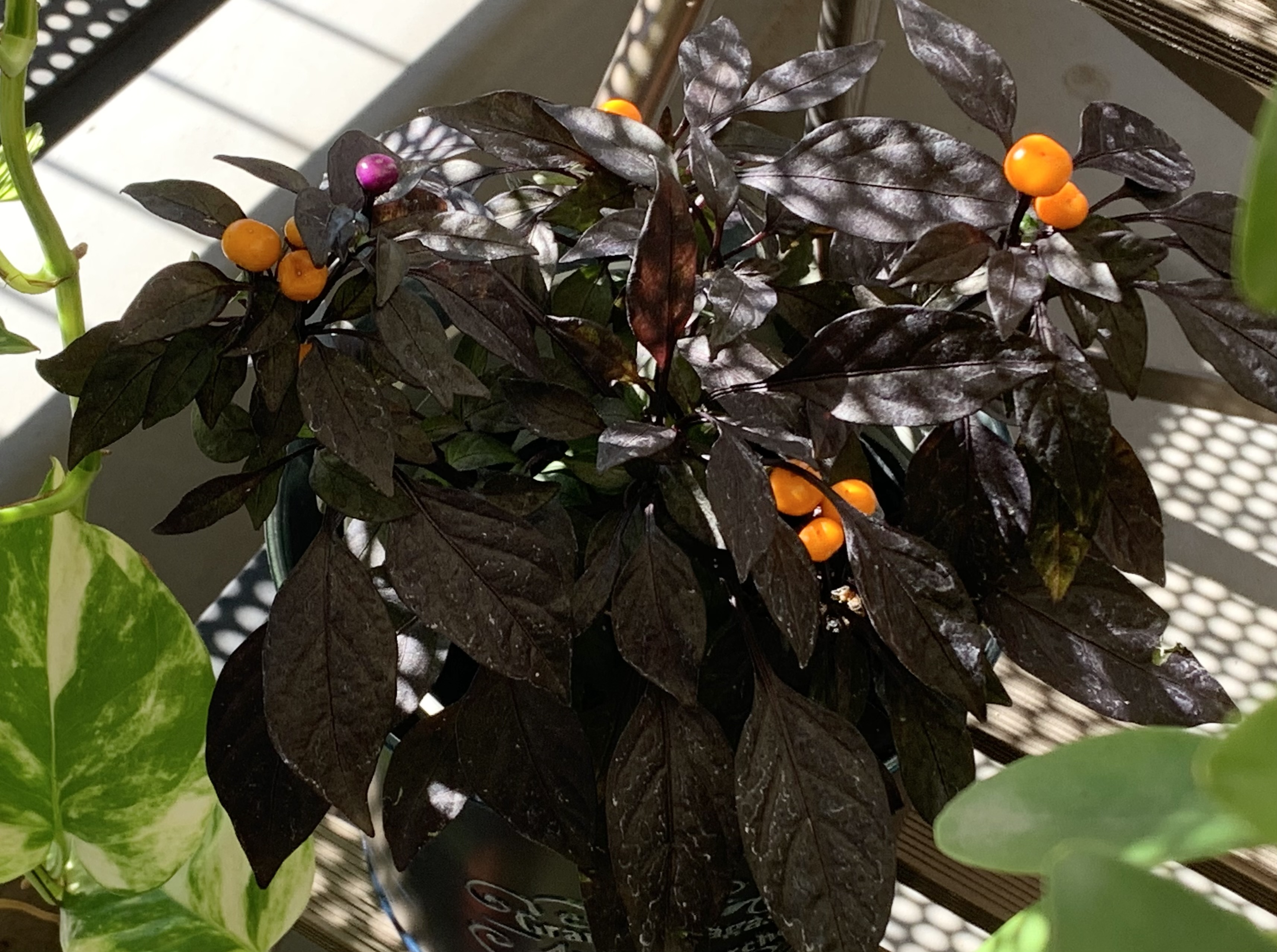 IMG_5390.jpeg